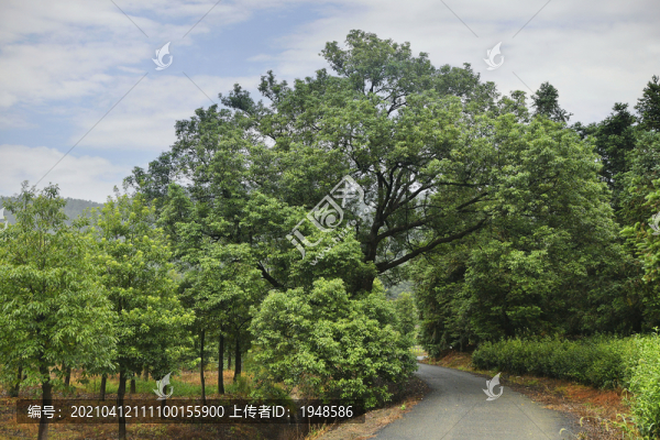 香樟