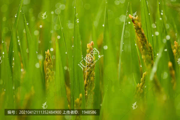 水稻