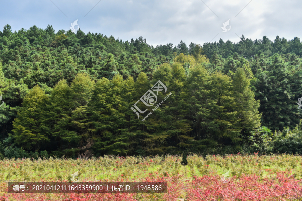 樹林樹葉
