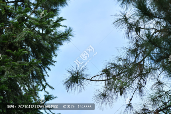 樹林樹葉