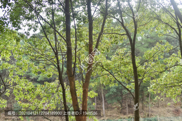 樹林樹葉