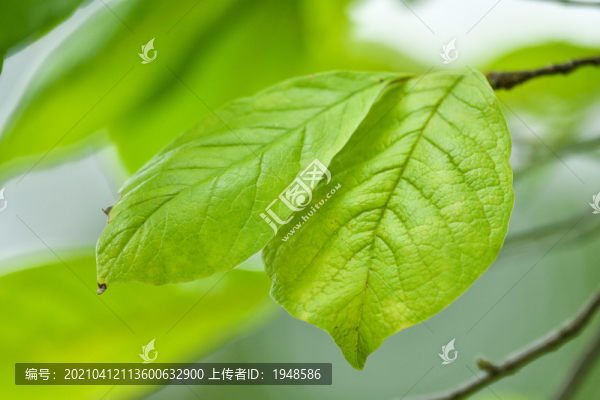 樹林樹葉