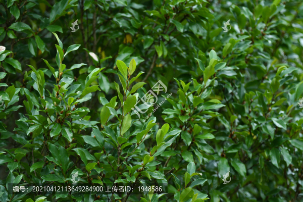 樹(shù)林樹(shù)葉