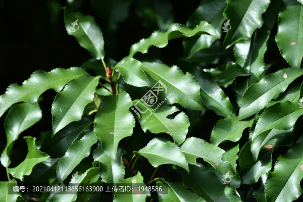 樹林樹葉