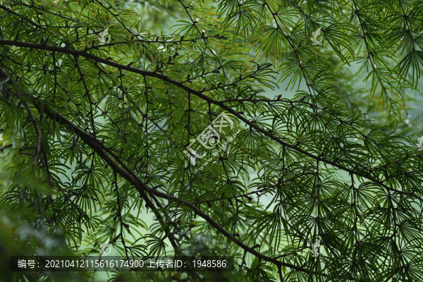 樹林樹葉