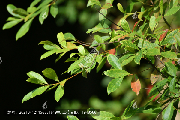 樹林樹葉