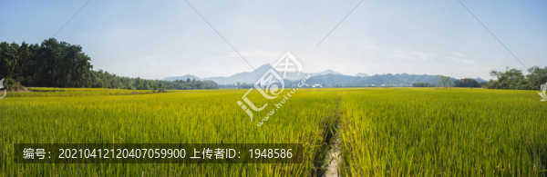 水稻豐收
