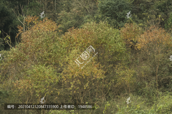 樹(shù)林
