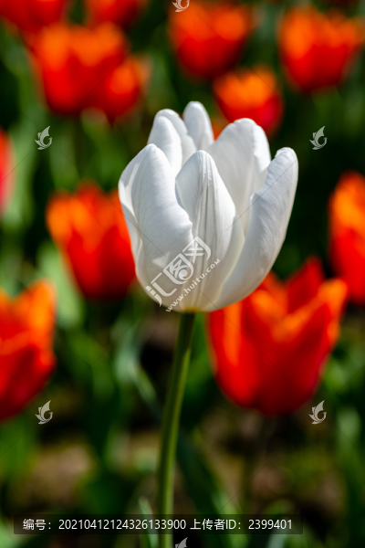 郁金香花開
