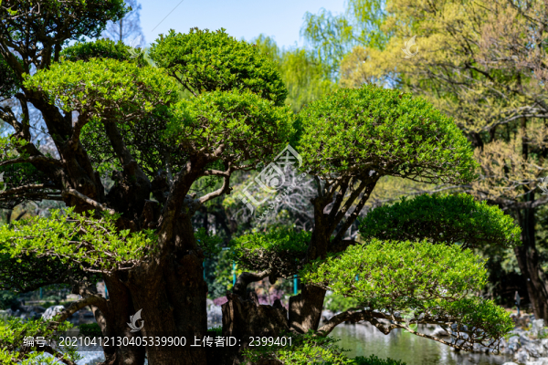 春天的上海中山公園