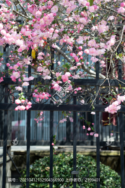 春天的上海魯迅公園