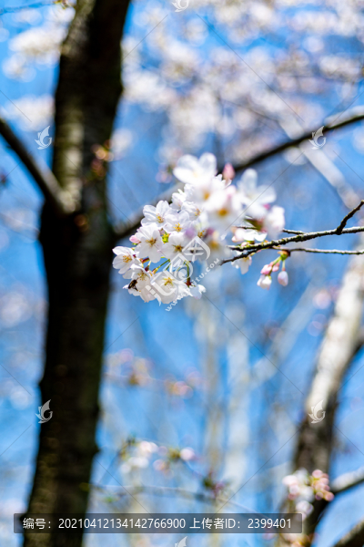 上海魯迅公園春天景觀