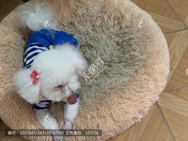 比熊犬