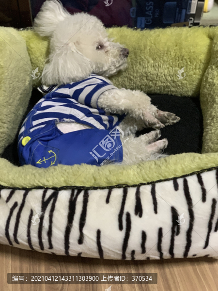 比熊犬