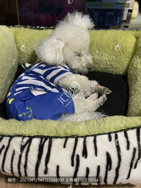 比熊犬