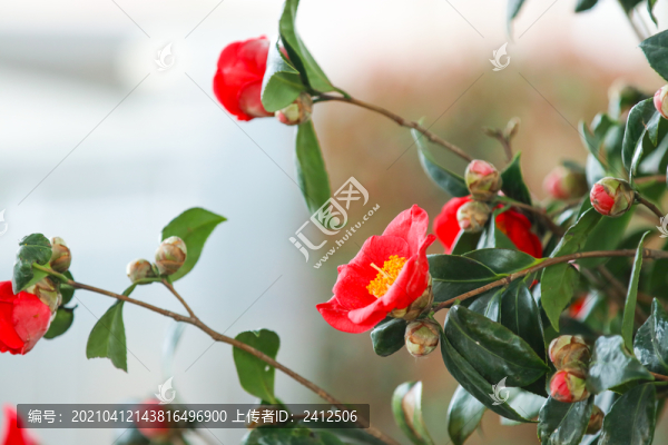 茶花