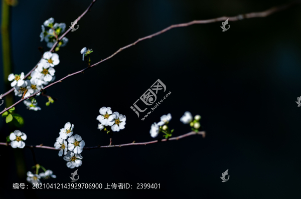 上海嘉定南翔古猗園春天景觀