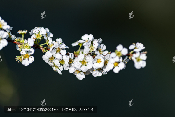 上海嘉定南翔古猗園春天
