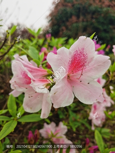 錦繡杜鵑