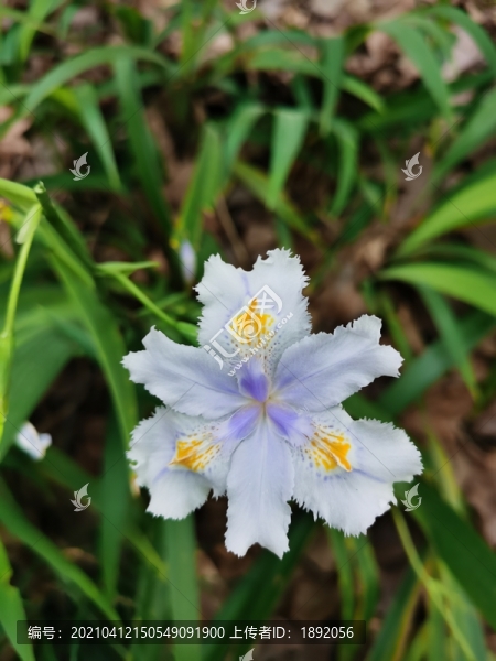 蝴蝶花