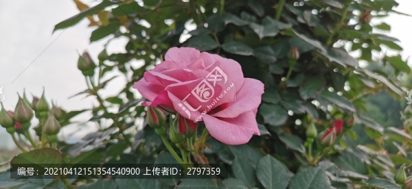 月季玫瑰花花卉植物