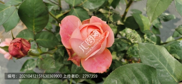月季玫瑰花花卉植物