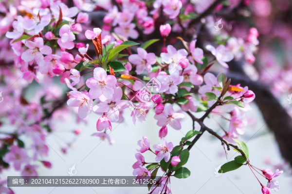 海棠