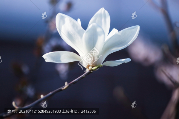 玉蘭