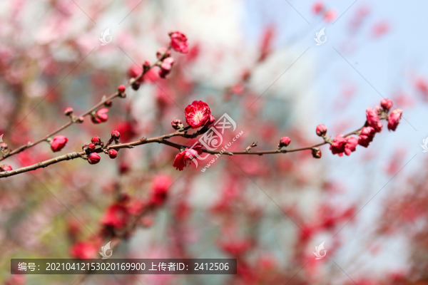 碧桃3