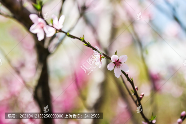 桃花6