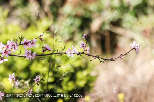 桃花7