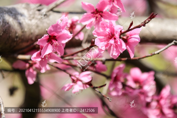 桃花16