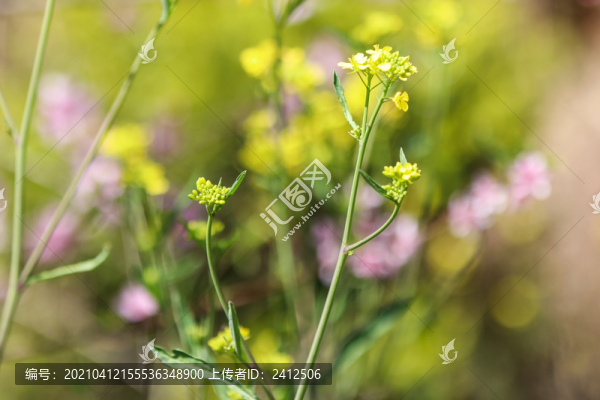 油菜花