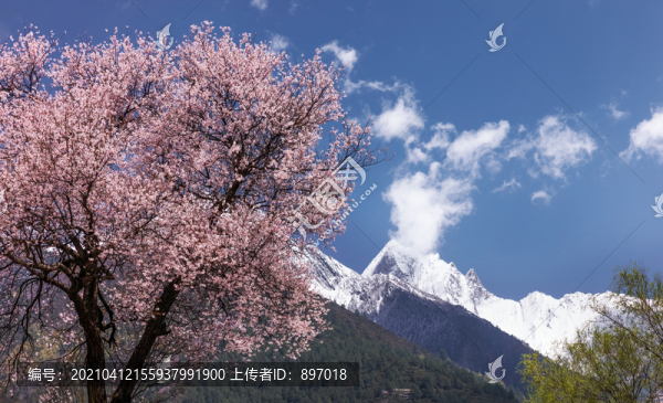 林芝桃花