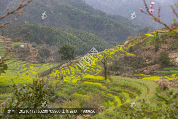 婺源篁嶺油菜花