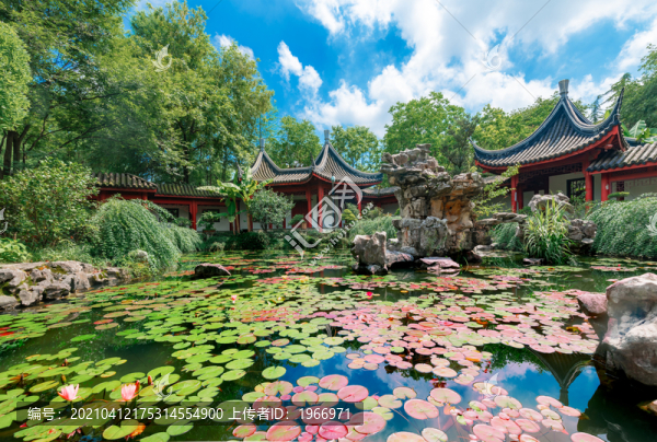 上海古華園睡蓮