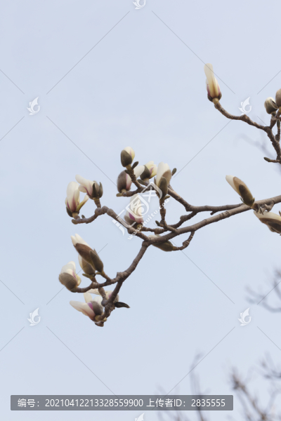 玉蘭花開