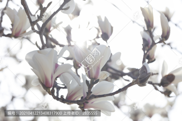 玉蘭花開(kāi)