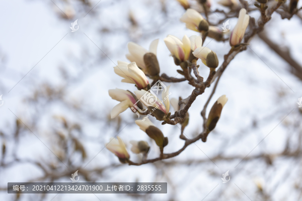 玉蘭花開