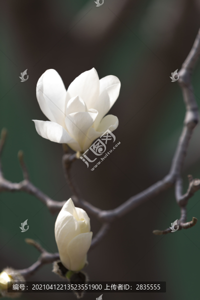玉蘭花開
