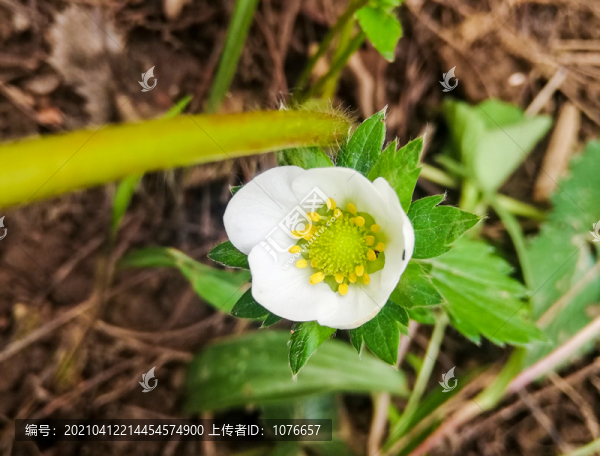 有機(jī)草莓