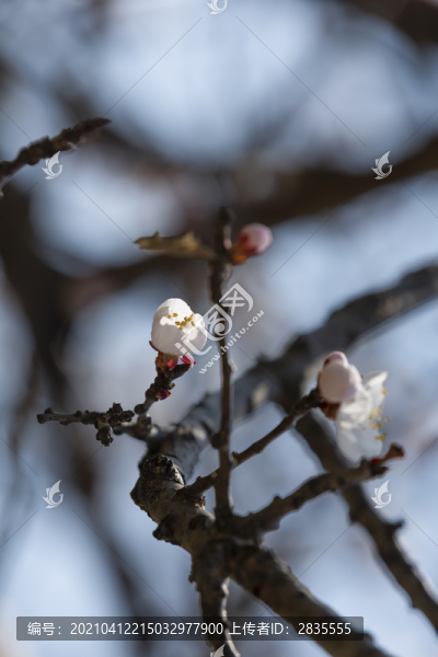 桃花迎春開