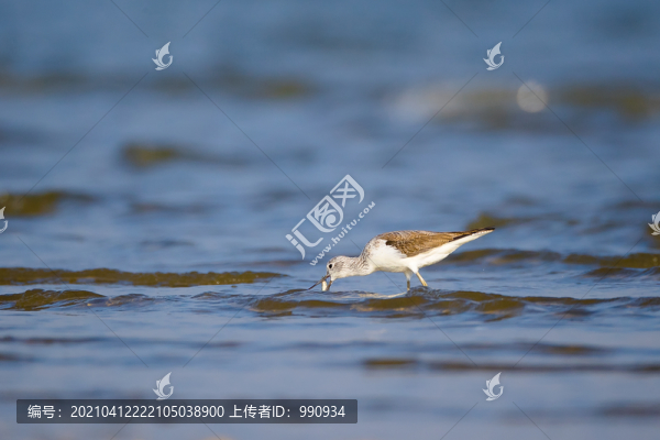 海洋