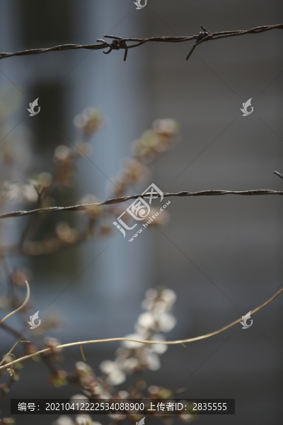 鐵絲網(wǎng)圍欄與桃花