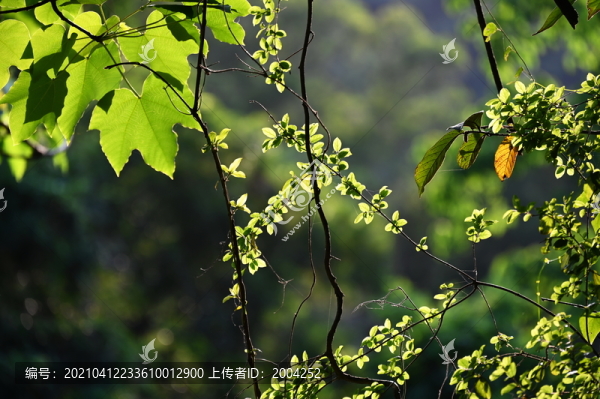 陽(yáng)光下的樹葉