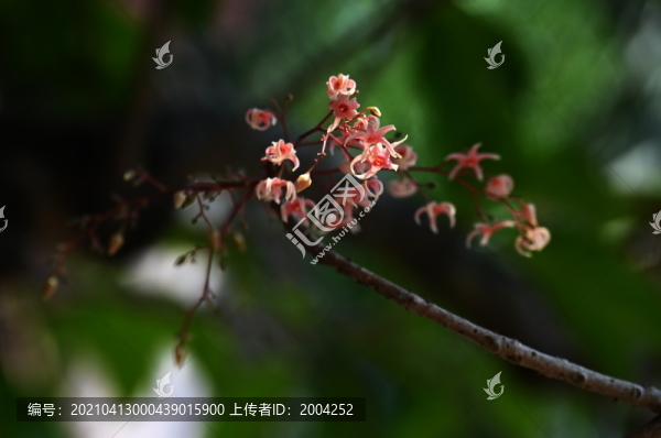 蘋婆花