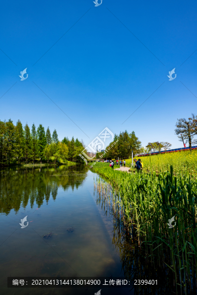 上海浦東后灘濕地公園春色