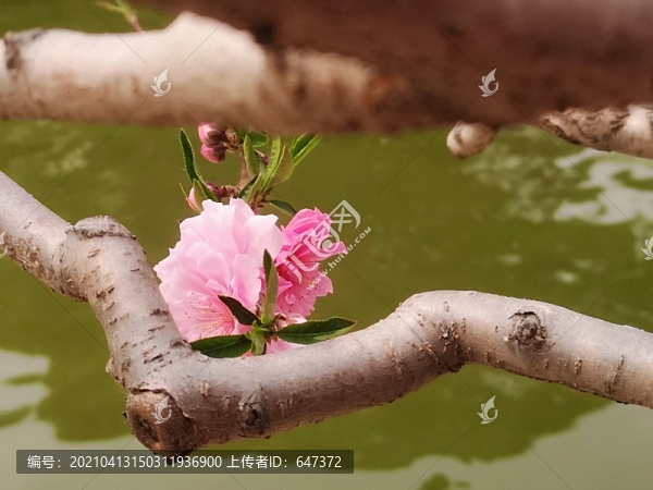 河邊榆葉梅