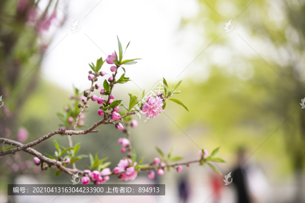 春景