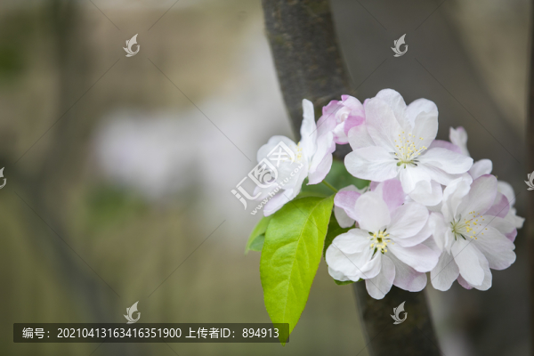 春色滿園
